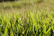 L'herbe longue qui est allée à la gr