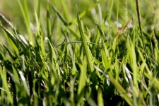 Длинная трава с боке