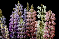 Lupin virágok