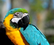 Pájaro de Macaw