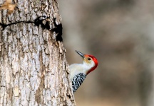 Male Red-bellied Woodpecker On Tree