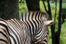 Criniera di zebra