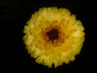Marigold Flower In The Dark