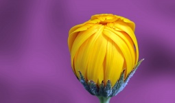Marigold Flower Purple Background