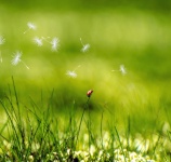 Biedronka z trawy łąkowej