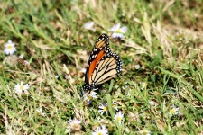 Monarch Butterfly In Grass