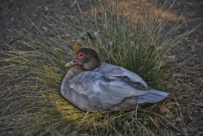 Moscovo Duck Nesting