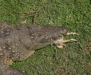 Krokodyl nilowy karmiony kurczakiem