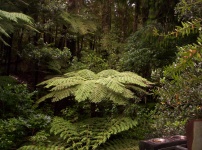 NZ Fern fák