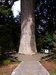 NZ Kauri kmen stromu