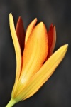 Orange Lily Bud Close-up