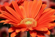 Orange Gerbera Daisy Gros plan