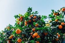 Albero di arance