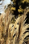 Ornamental Grass with Backlight