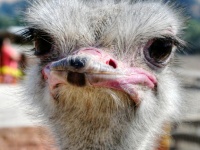 Struisvogel gezicht