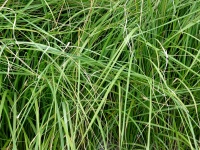 Overgrown Garden Grass