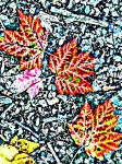 Folhas de outono pintadas