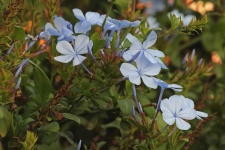 Pale blue plumbago flowers and buds