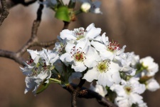 Pear Blossoms in Spring