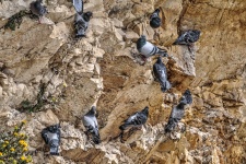 Pigeons On A Cliff