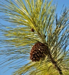 Pine Cone Against Blue Sky