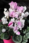 Pink and White Cyclamen Flowers