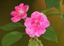 Pink Impatiens Flowers