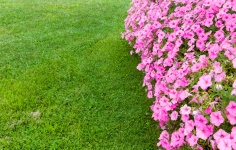 Pink Petunias With Grass