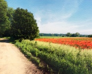 Poppy Fields Watercolor Painting