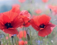 Poppy Flowers dipinto ad acquerelli
