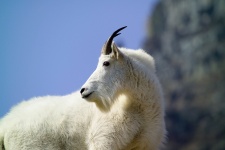 Retrato de una cabra de montaña