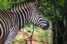 Profilen av zebra