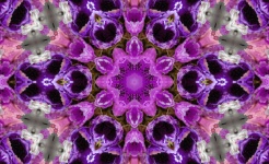 Purple and Pink Kaleidoscope