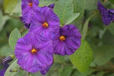 Purple potato bush flowers