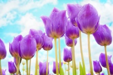 Purple Tulips Soft Focus