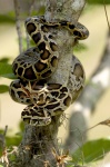 Serpent de Python