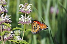Queen Butterfly on Purple Wildflower