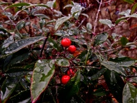 Pioggia su foglie scure e bacche rosse