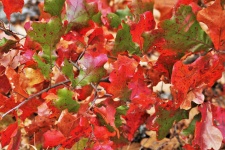 Red and Green Oak Leaves Background