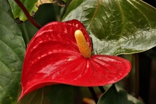 Czerwony Anthurium Close-up