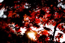 Červený podzim