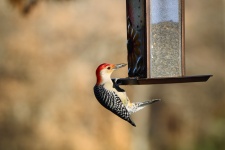 Red-bellied Woodpecker on Feeder