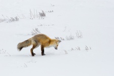 Caccia di Fox Red
