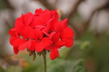 Red geranium in garden
