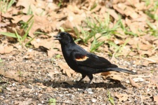 Red-winged Blackbird on Ground
