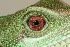 Oeil de reptile