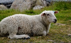 Pecore a riposo