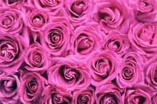 Rosas Fondo Rosa