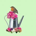 Roses, Watering Can Bird