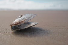 海の殻
